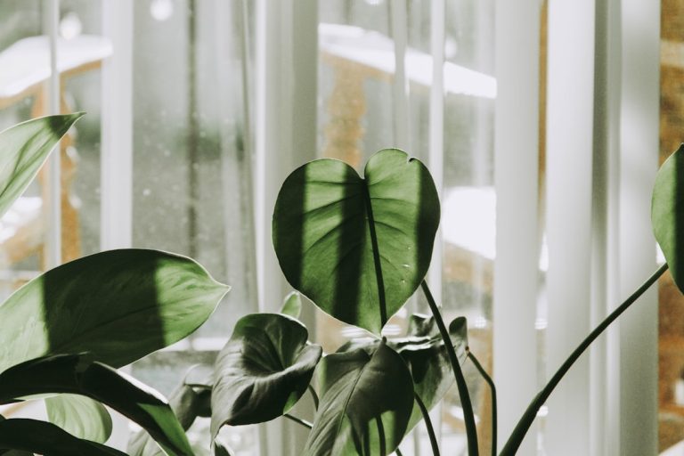 House Plants For Air Quality